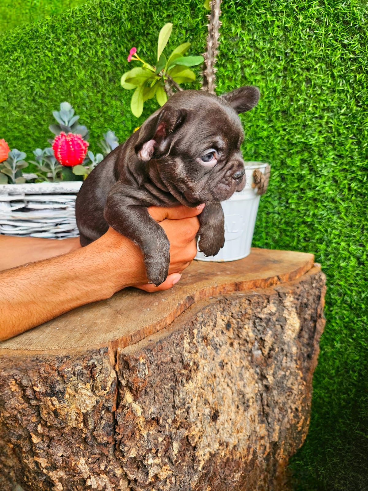 OFERTA CACHORRO BULLDOG FRANCES MACHO CHOCOLATE CON SU VACUNA AL DIA E Foto 7305100-2.jpg