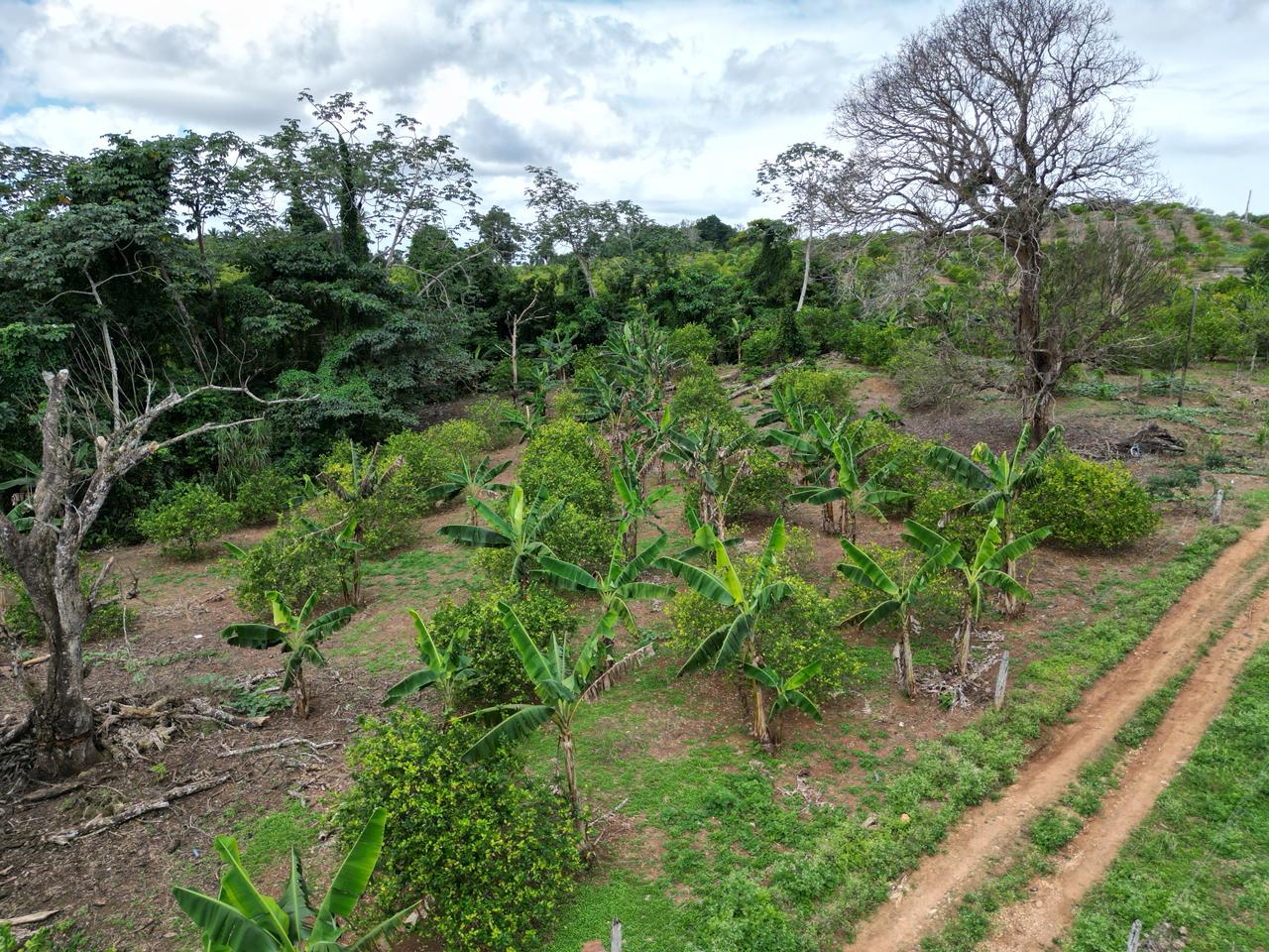 Vendo finca en Bayaguana con título y sembrada. Lee la descripción Foto 7305378-11.jpg