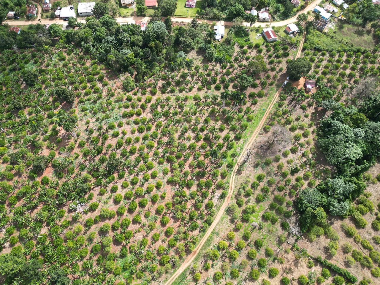Vendo finca en Bayaguana con título y sembrada. Lee la descripción Foto 7305378-3.jpg