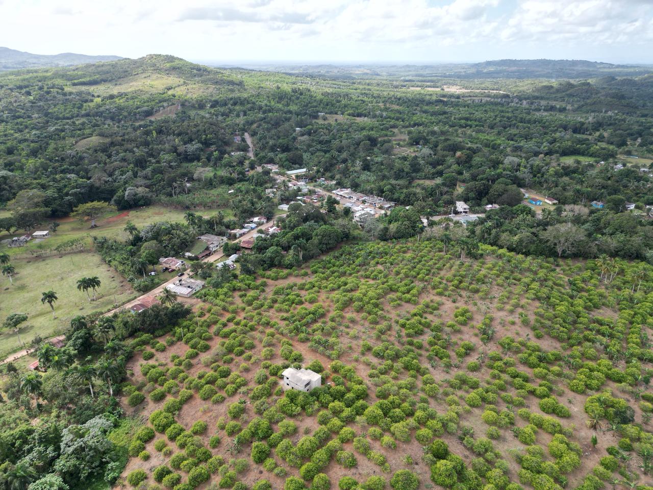 Vendo finca en Bayaguana con título y sembrada. Lee la descripción Foto 7305378-7.jpg