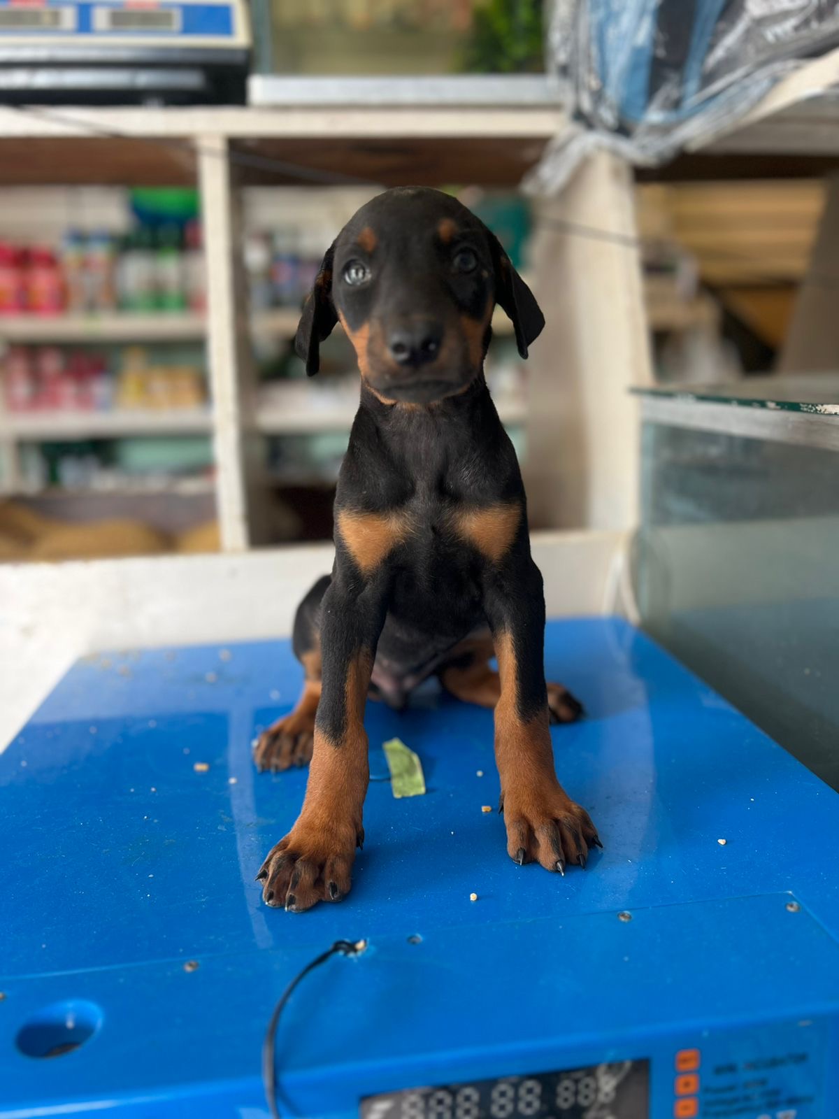 Doberman Ambos Sexos  Foto 7306470-3.jpg