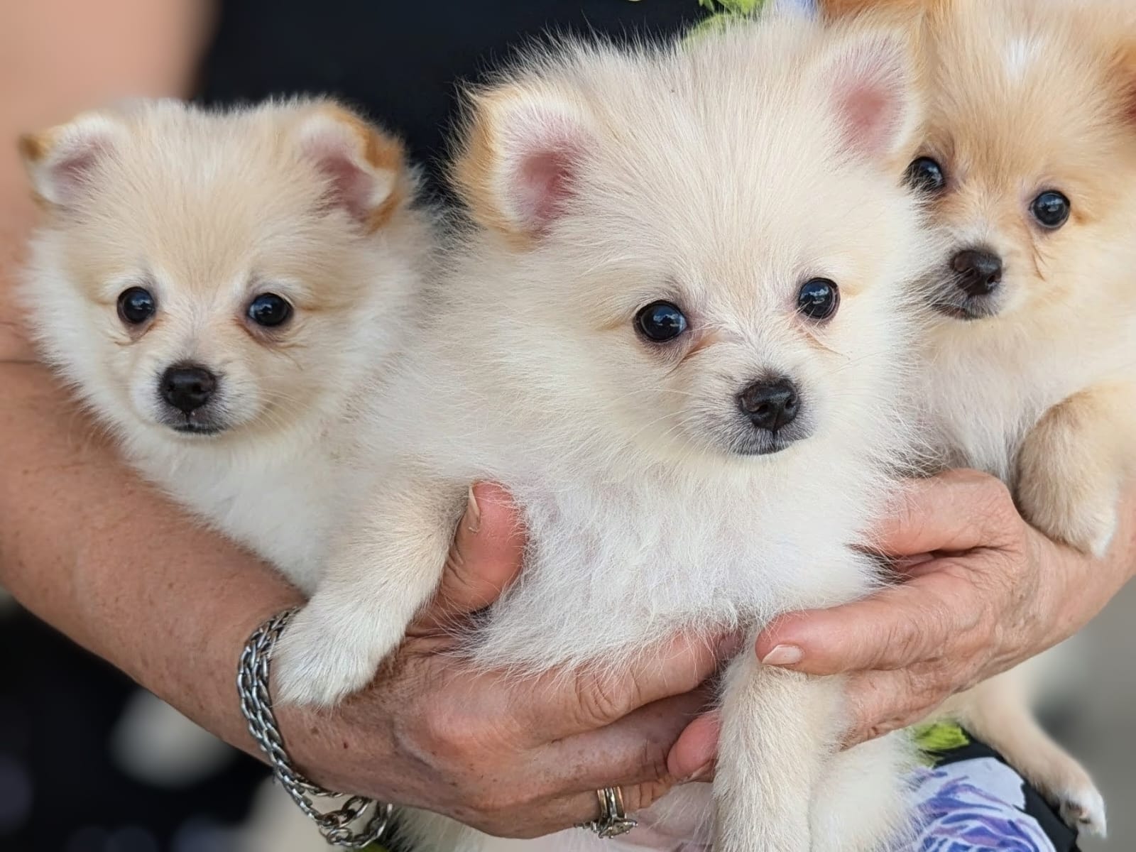 Cachorras Pomerania Pomeranian Puppies. Foto 7307698-3.jpg