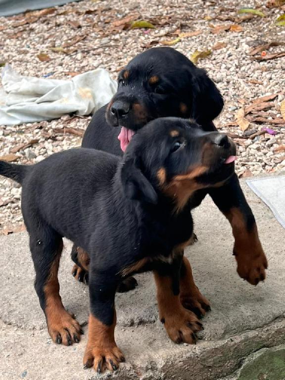 OFERTA CACHORRO ROTTWAILER HEMBRA CON SU VACUNA AL DIA EN SANTO DOMING Foto 7308265-1.jpg