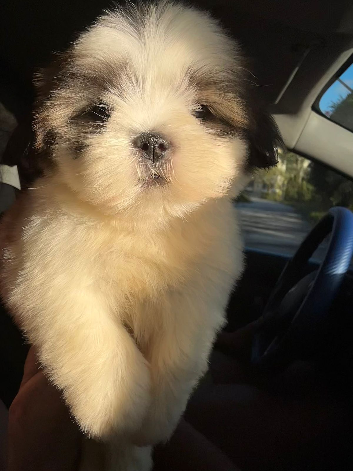 OFERTA CACHORRO SHIH TZU MACHO EN SANTO DOMINGO Y VACUNADOS  Foto 7308266-1.jpg