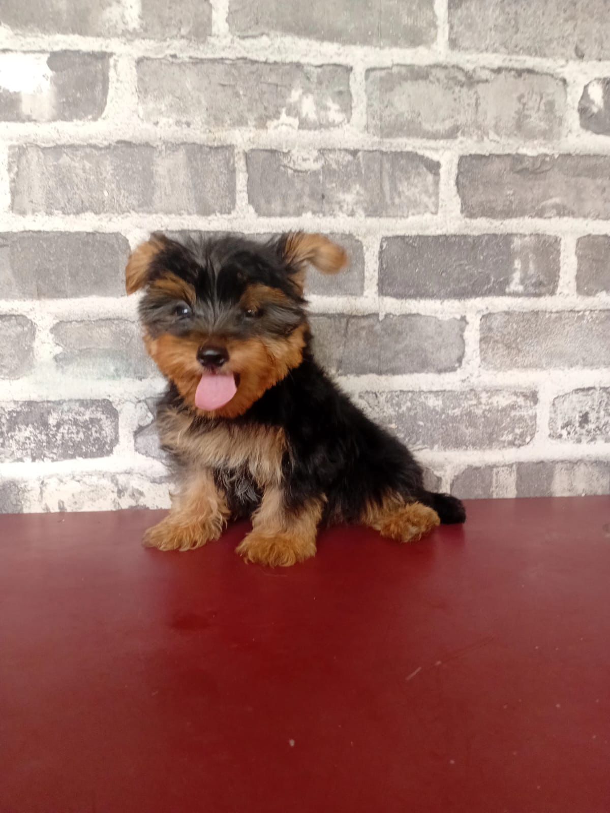 OFERTA CACHORRO YORKIE AMBOS SEXO EN SANTO DOMINGO Y VACUNA AL DIA  Foto 7308427-2.jpg