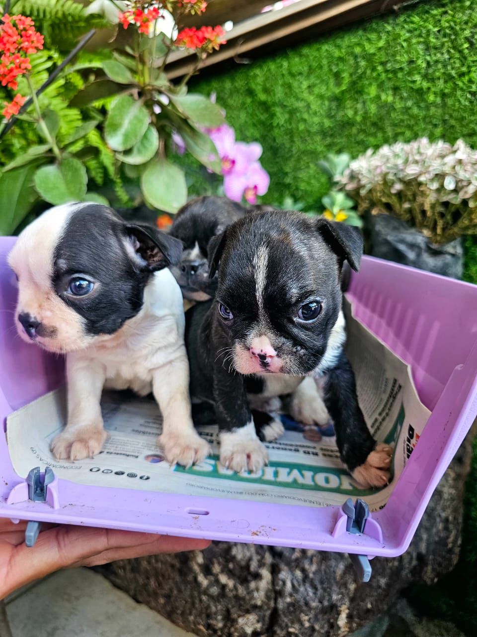 OFERTA CACHORRO BOSTON TERRIER AMBOS SEXO EN SANTO DOMINGO VACUNADOS  Foto 7308522-2.jpg