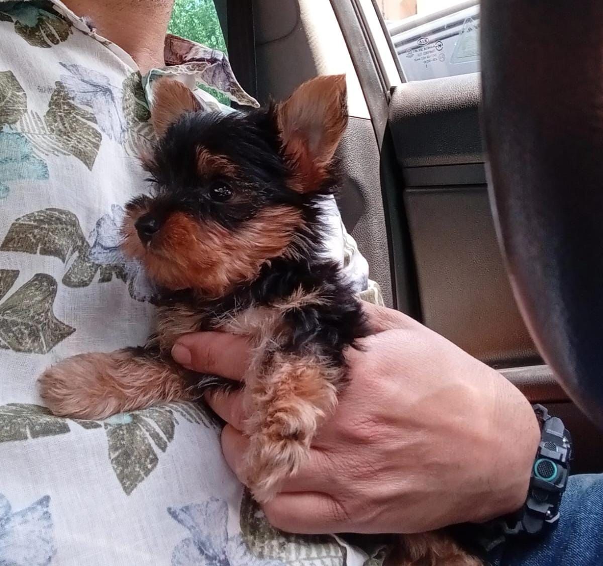 OFERTA CACHORRO YORKIE AMBOS SEXO UBICADA EN SANTO DOMINGO Y VACUNA AL Foto 7308523-1.jpg