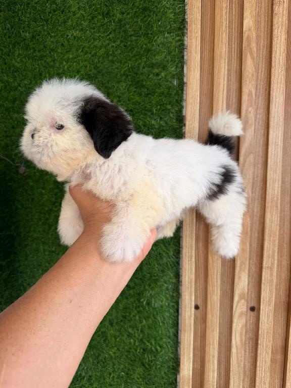 OFERTA CACHORRO SHIH TZU MACHO EN SANTO DOMINGO Y VACUNADOS  Foto 7309030-1.jpg