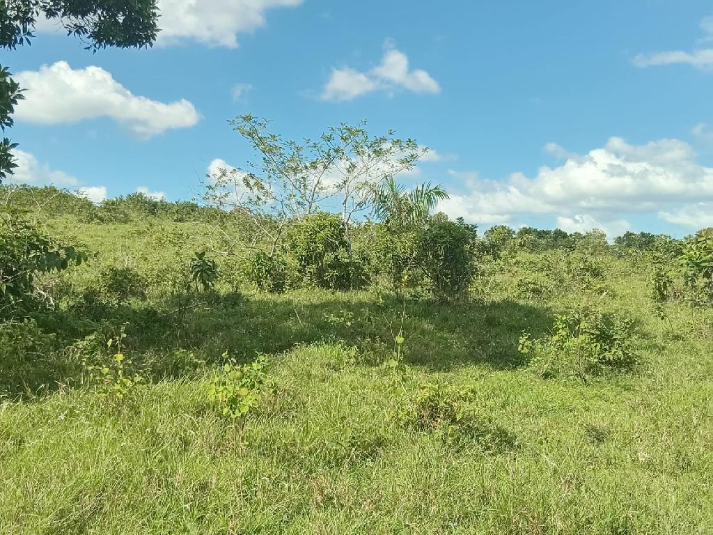 Finca de 370 tareas con vocación ganadera y agrícola en Sabana Grande  Foto 7309272-1.jpg
