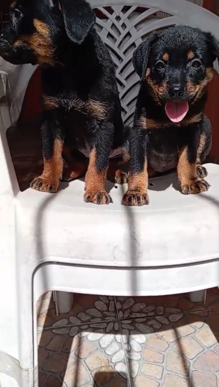 OFERTA CACHORRO ROTTWAILER AMBO SEXO CON SU VACUNA AL DIA EN SANTO DOM Foto 7309559-1.jpg