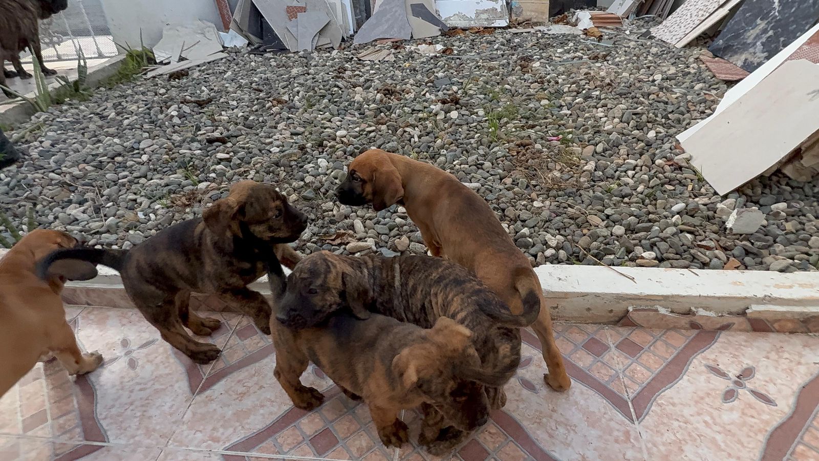OFERTA CACHORRO PRESA CANARIO EN SANTO DOMINGO Y VACUNA AL DIA  Foto 7309702-2.jpg