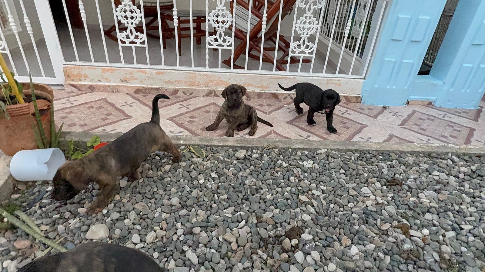 OFERTA CACHORRO PRESA CANARIO EN SANTO DOMINGO Y VACUNA AL DIA  Foto 7309702-4.jpg