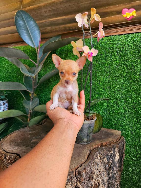 OFERTA CACHORRO CHIHUAHUA TOY HEMBRA EN SANTO DOMINGO Y VACUNA AL DIA  Foto 7309711-1.jpg