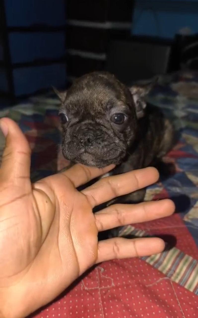 OFERTA CACHORRO BULLDOG FRANCES HEMBRA EN SANTO DOMINGO Y VACUNA AL DI Foto 7309798-1.jpg