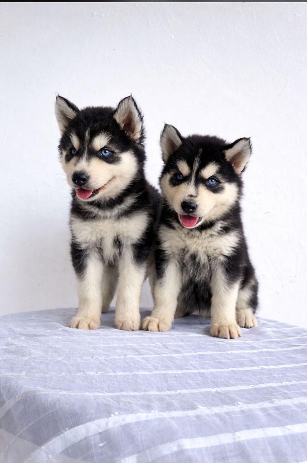 Husky Siberiano Ambos Sexos  Foto 7310181-1.jpg
