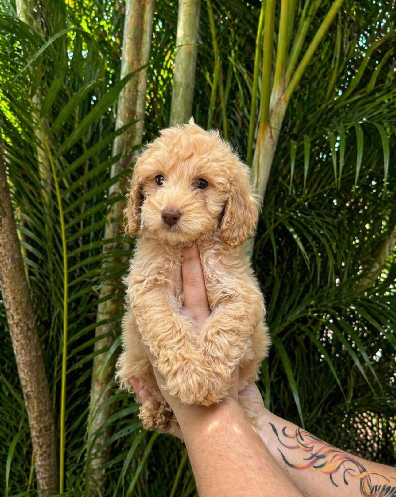 Goldendoodle Ambos Sexos  Foto 7310192-3.jpg