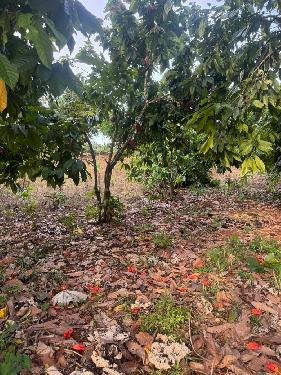 Finca de 11 tareas sembradas de cacao en Monte Plata Foto 7310531-1.jpg