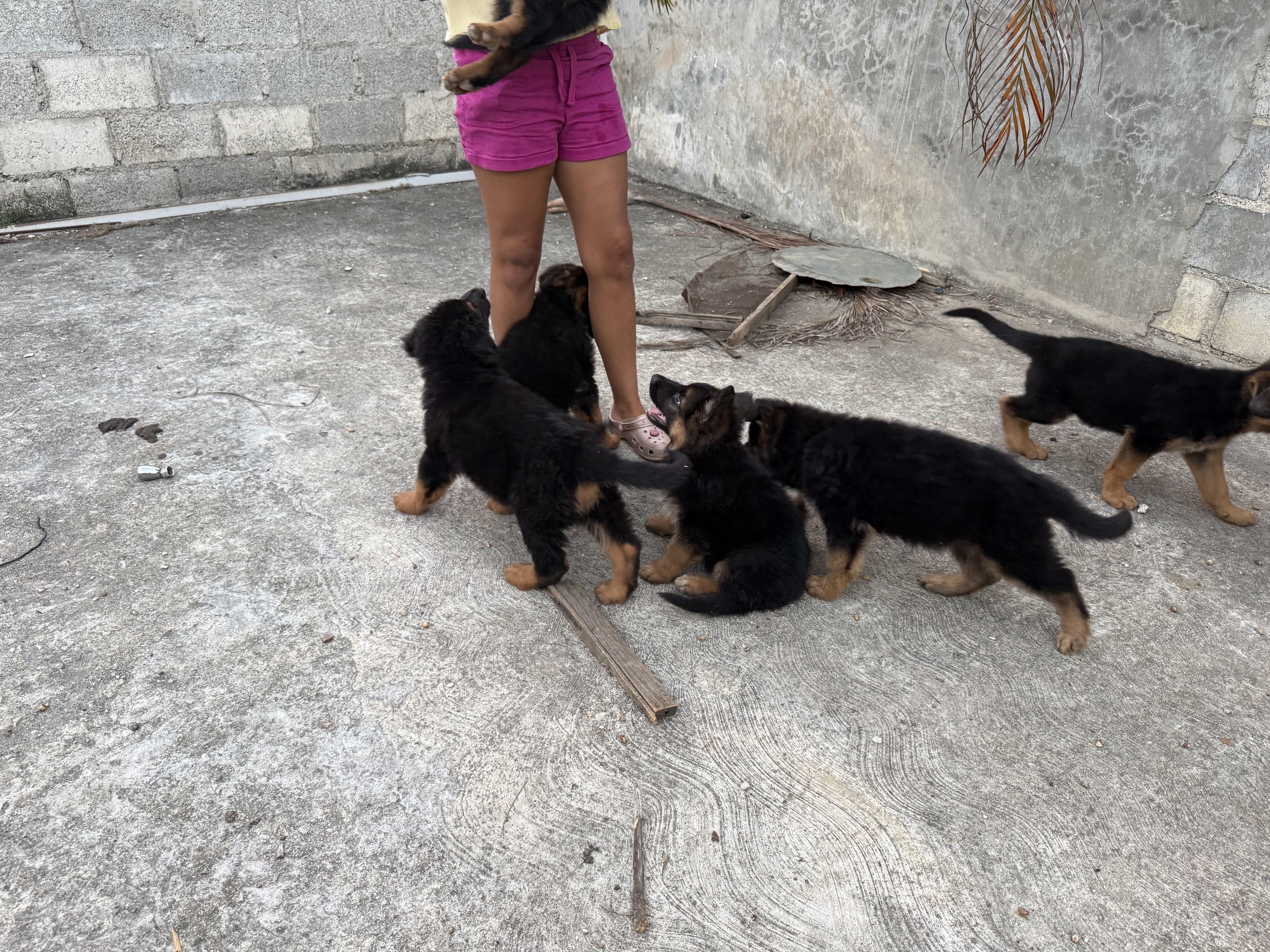 Pastores Alemanes nietos de campeones en Santo Domingo Este Foto 7310949-4.jpg