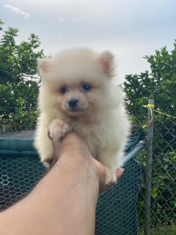 Pomerania Ambos Sexos  Foto 7311722-1.jpg