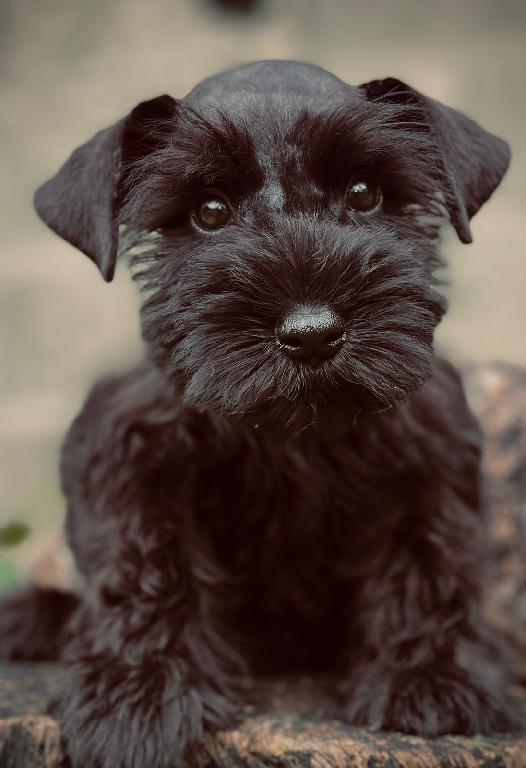 Schnauzer hembras  Foto 7311727-1.jpg