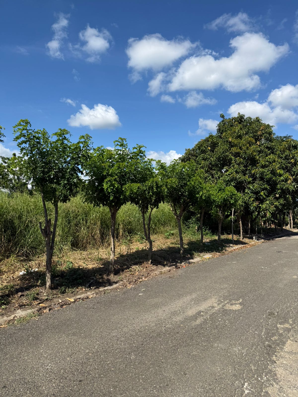 ???? VENTA DE SOLARES EN LLANOS DE GURABO SANTIAGO ???? Foto 7312743-2.jpg