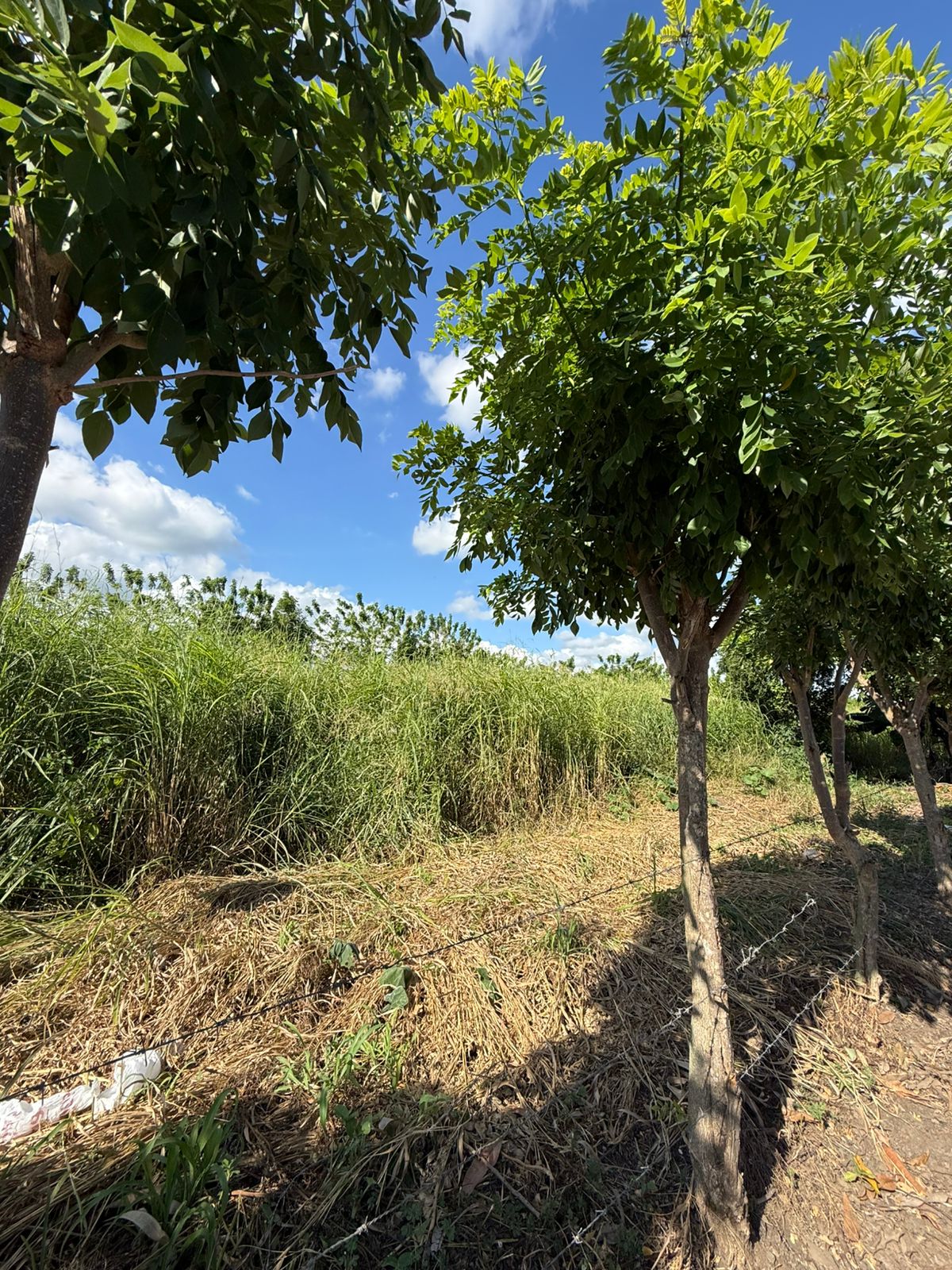 ???? VENTA DE SOLARES EN LLANOS DE GURABO SANTIAGO ???? Foto 7312743-6.jpg