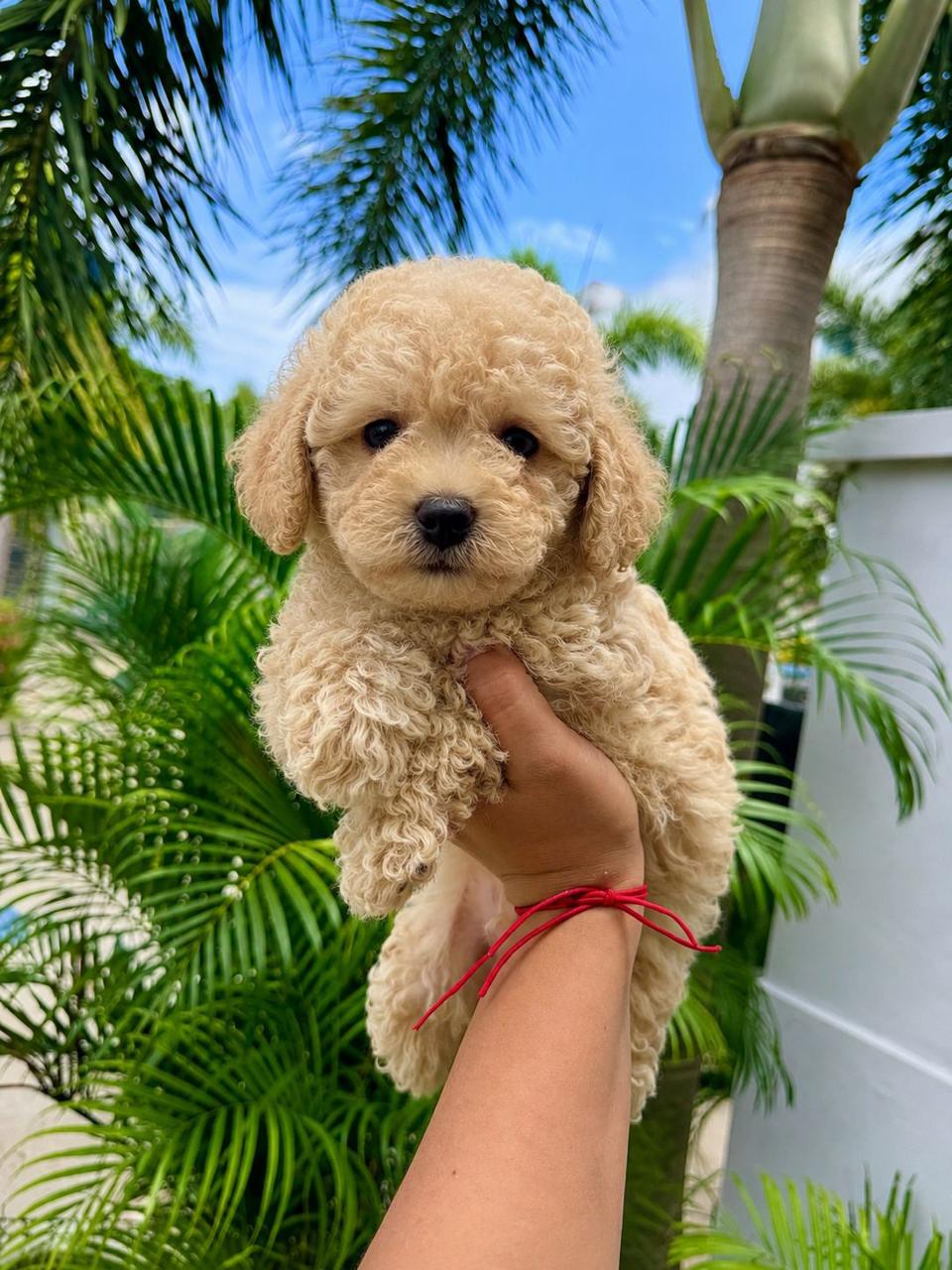 OFERTA CACHORRO POODLE TOY AMBOS SEXO EN SANTO DOMINGO CON TODO AL DIA Foto 7312797-2.jpg