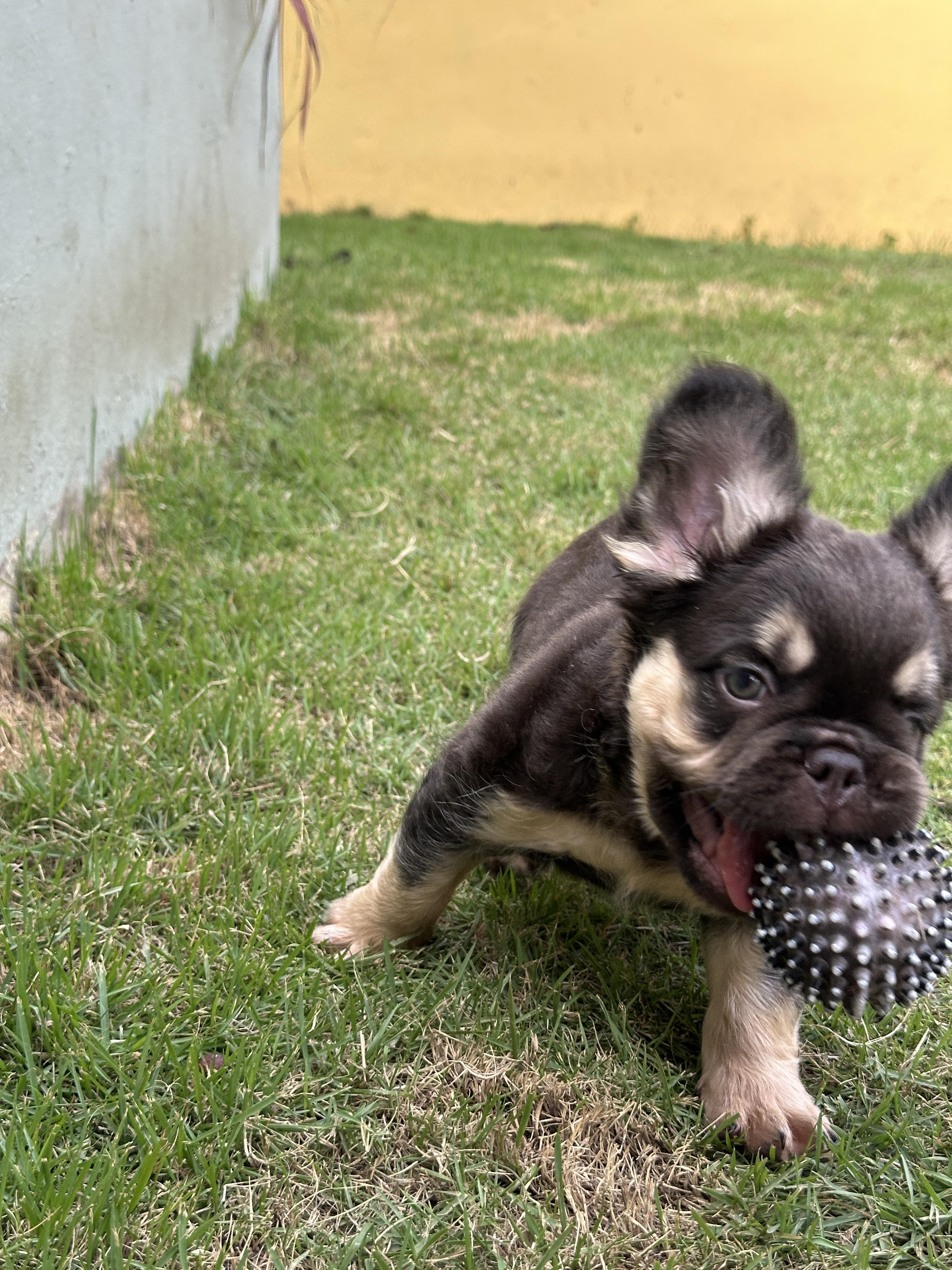 Bulldog frances fluffy con pedigrí cachorro Foto 7313176-4.jpg
