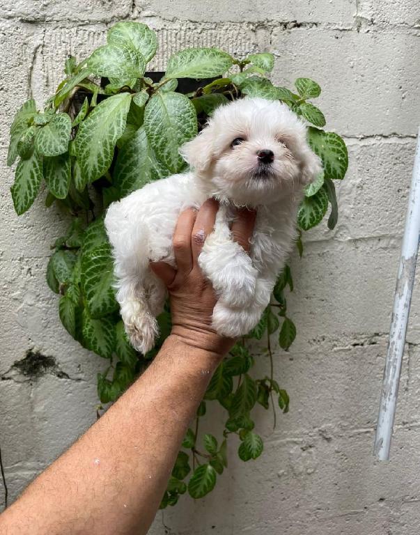 OFERTA CACHORRO MALTES MACHO EN SANTO DOMINGO Y VACUNADOS  Foto 7313359-1.jpg