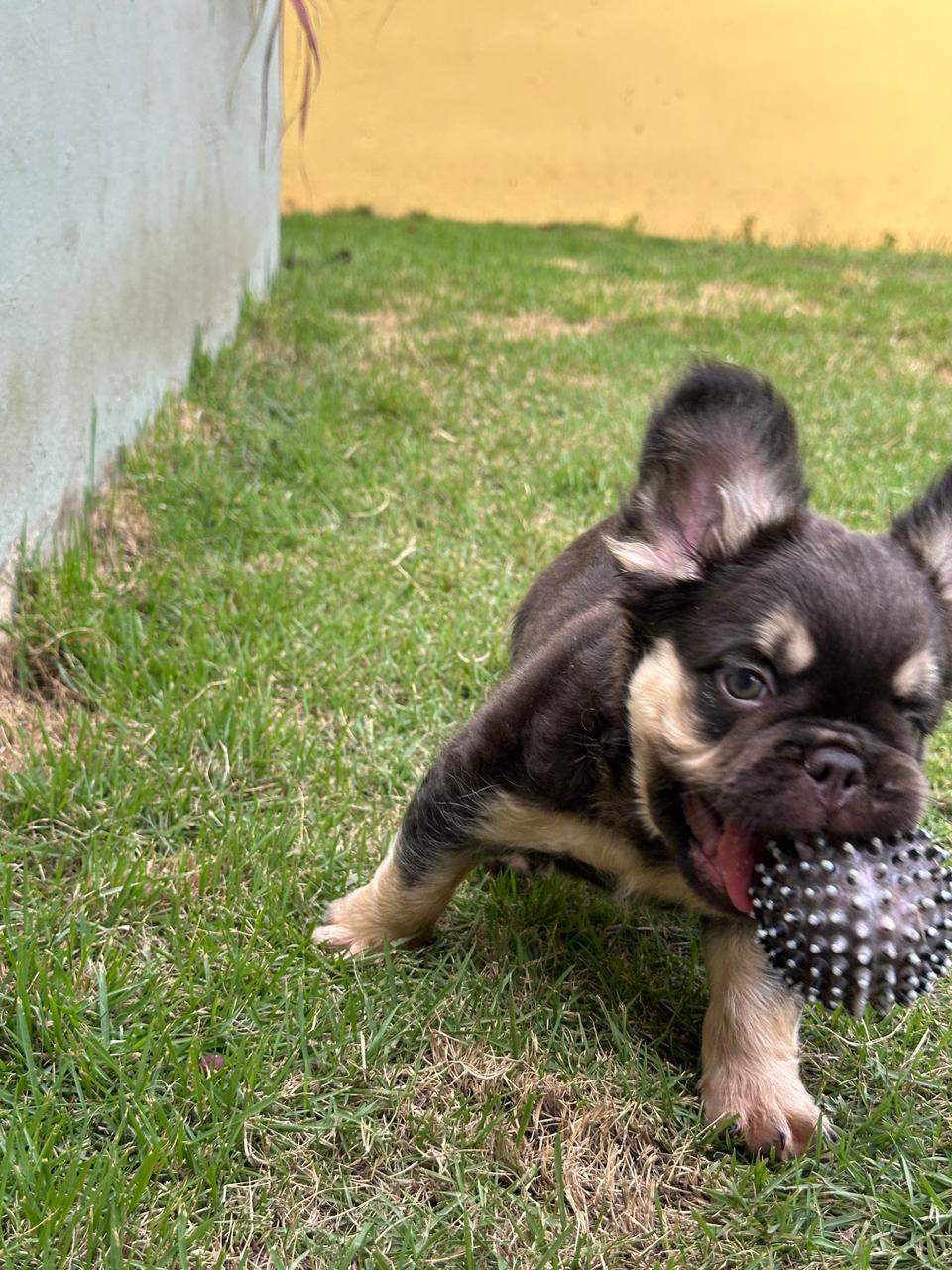 OFERTA EXOTICO CACHORRO BULLDOG FRANCES FLUFFY CON PEDIGRI MACHO EN UB Foto 7313488-2.jpg