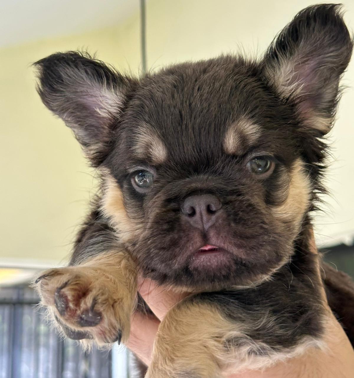 OFERTA EXOTICO CACHORRO BULLDOG FRANCES FLUFFY CON PEDIGRI MACHO EN UB Foto 7313488-3.jpg