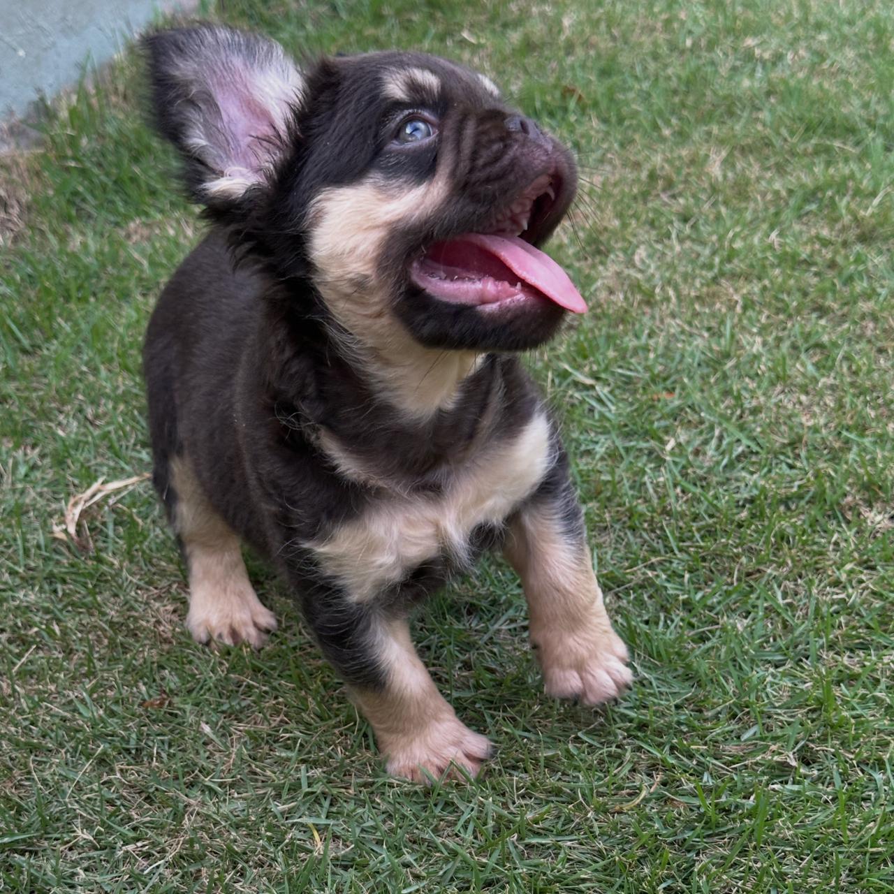 OFERTA CACHORRO BULLDOG FRANCES FLUFFY MACHO CON PEDIGRI CON SU VACUNA Foto 7313515-4.jpg