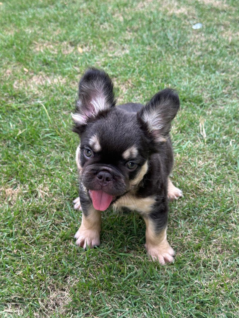 OFERTA CACHORRO BULLDOG FRANCES FLUFFY MACHO CON PEDIGRI CON SU VACUNA Foto 7313515-5.jpg