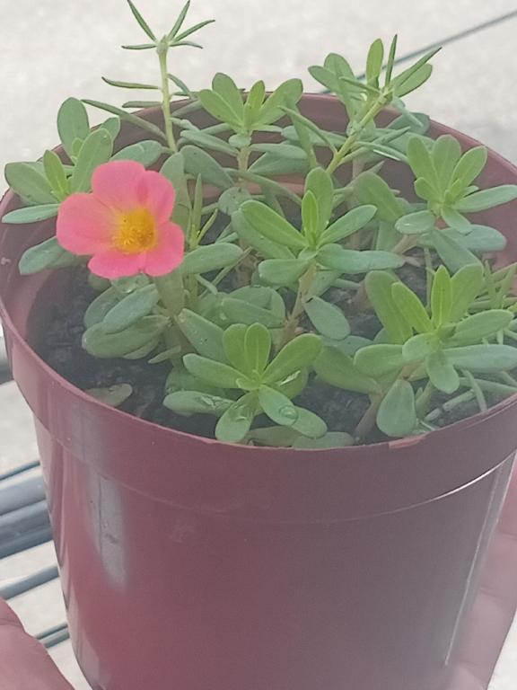Plantas de Flores Amor de un Rato Foto 7313517-1.jpg