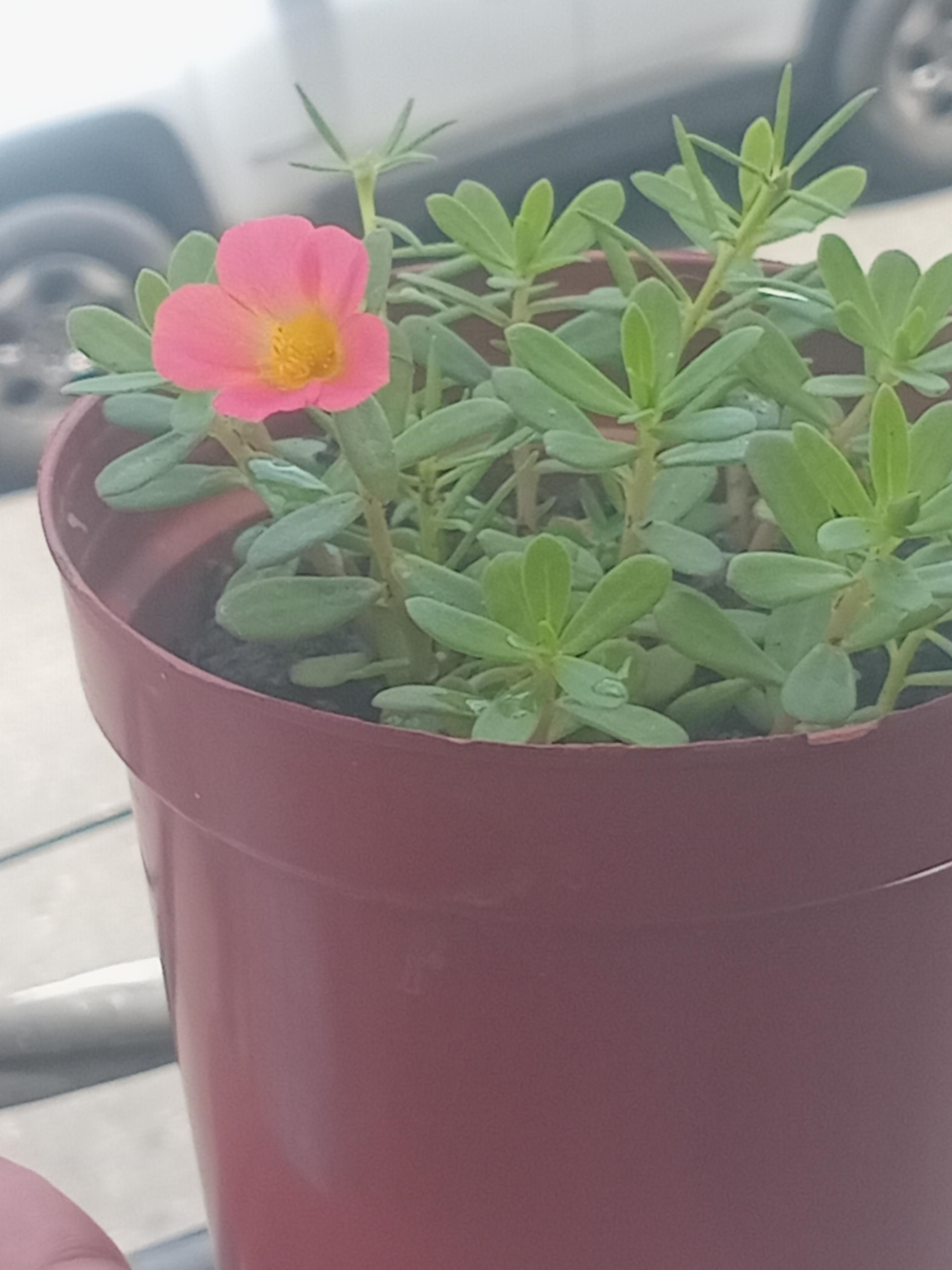 Plantas de Flores Amor de un Rato Foto 7313517-2.jpg