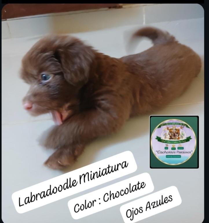 Labradoodle Miniatura hermosos cachorros  Foto 7313553-2.jpg