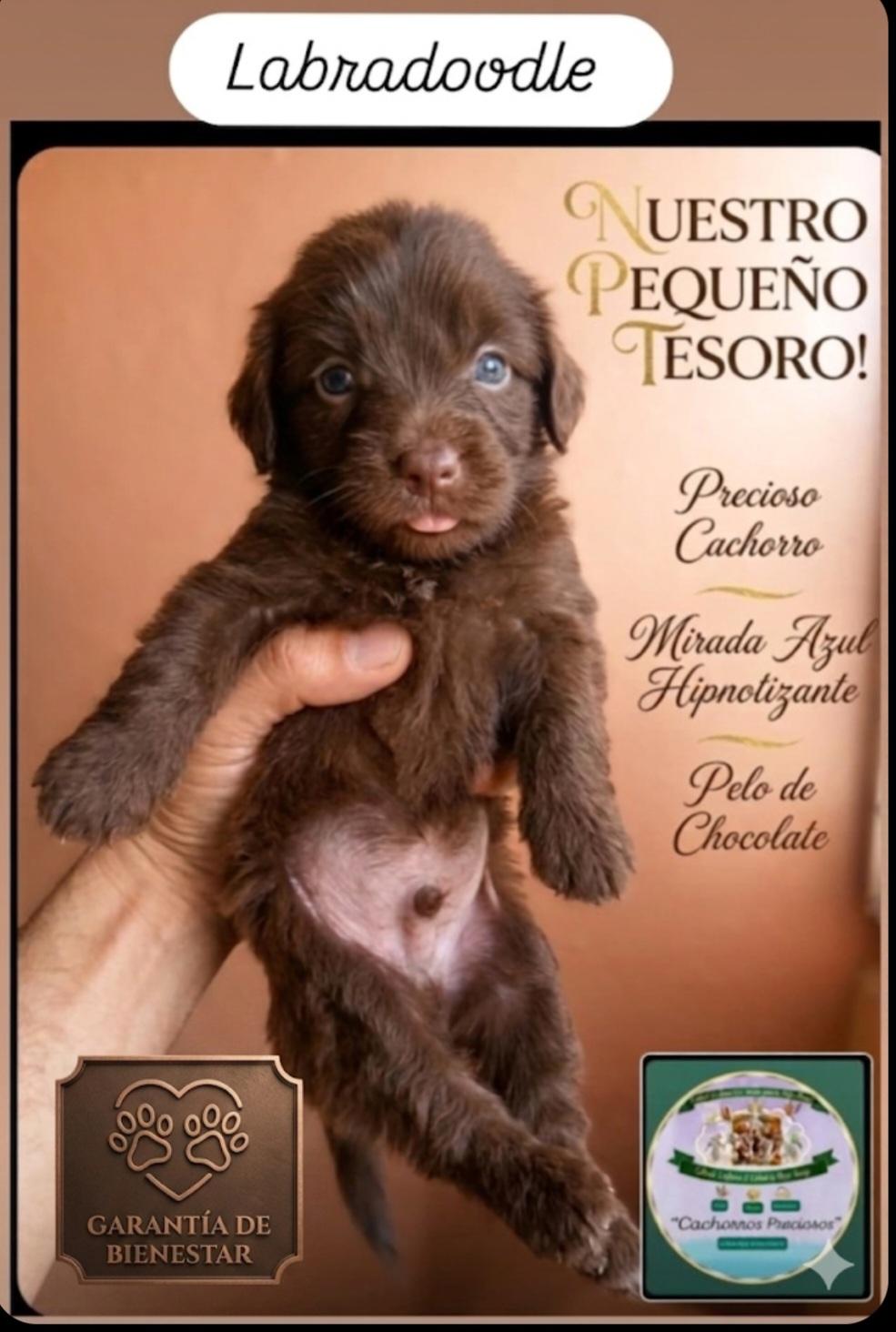 Labradoodle Miniatura hermosos cachorros  Foto 7313553-3.jpg