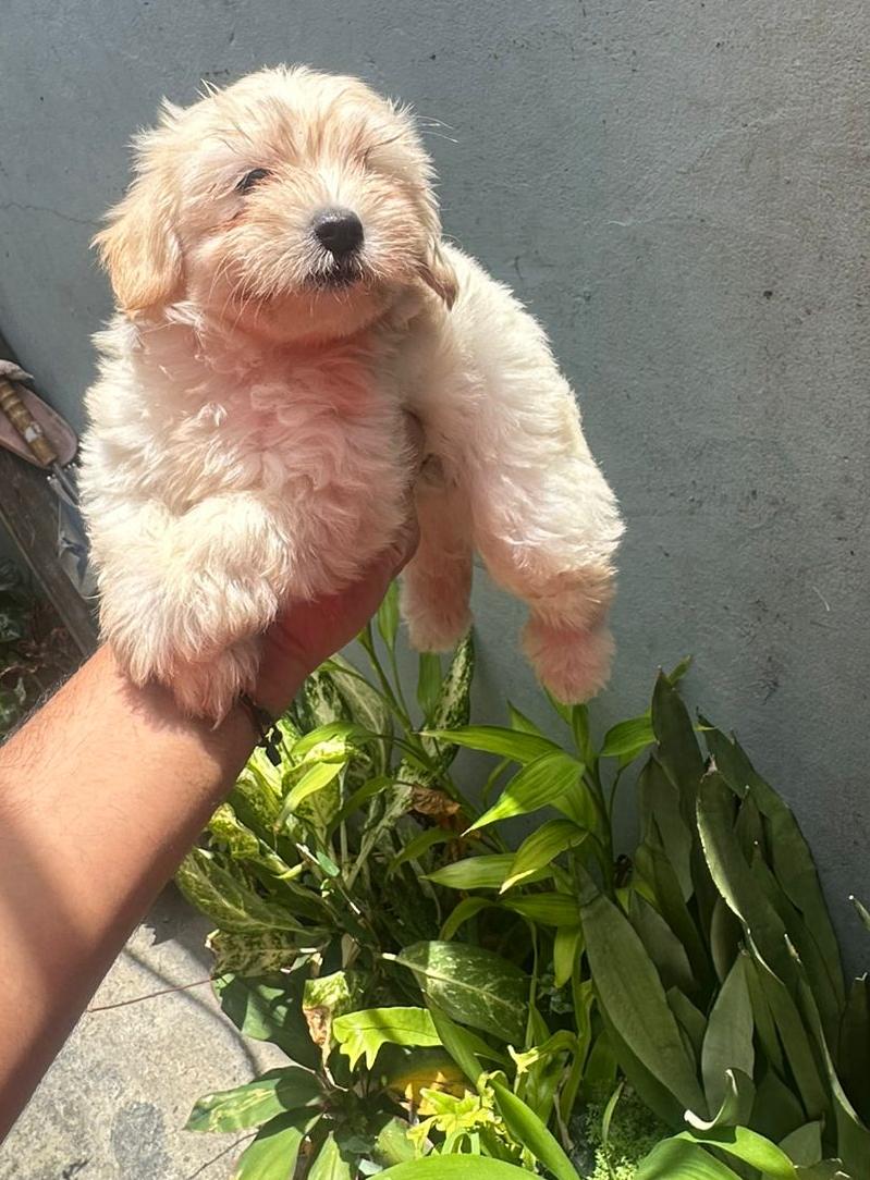 Cachorros Maltipoo machos en Santo Domingo Foto 7313566-1.jpg