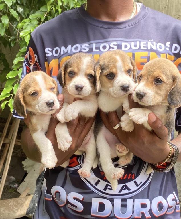 Beagle  Machos  Foto 7313742-1.jpg