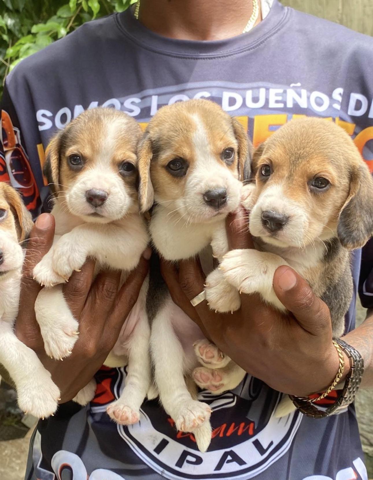 Beagle  Machos  Foto 7313742-2.jpg