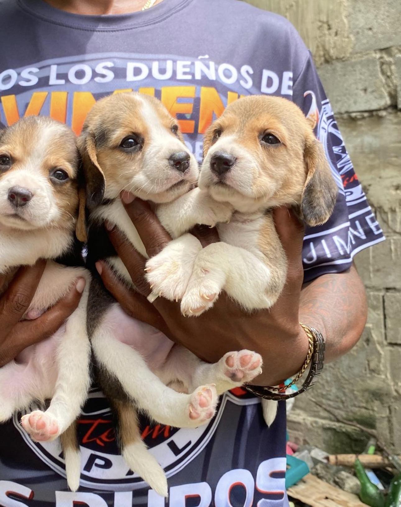Beagle  Machos  Foto 7313742-4.jpg