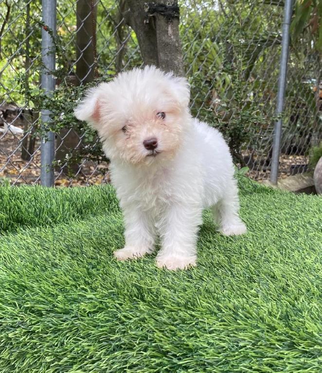 Maltipoo Hembras  Foto 7313743-1.jpg