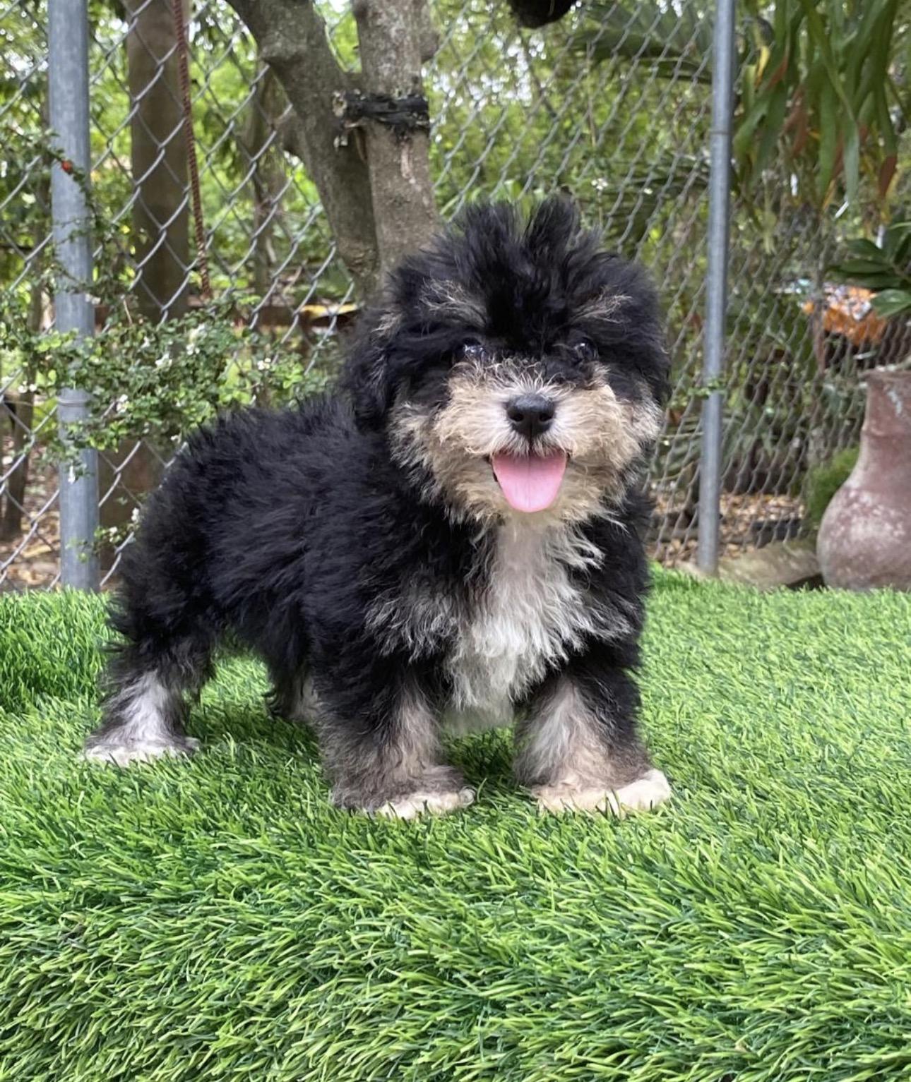 Maltipoo Hembras  Foto 7313743-2.jpg