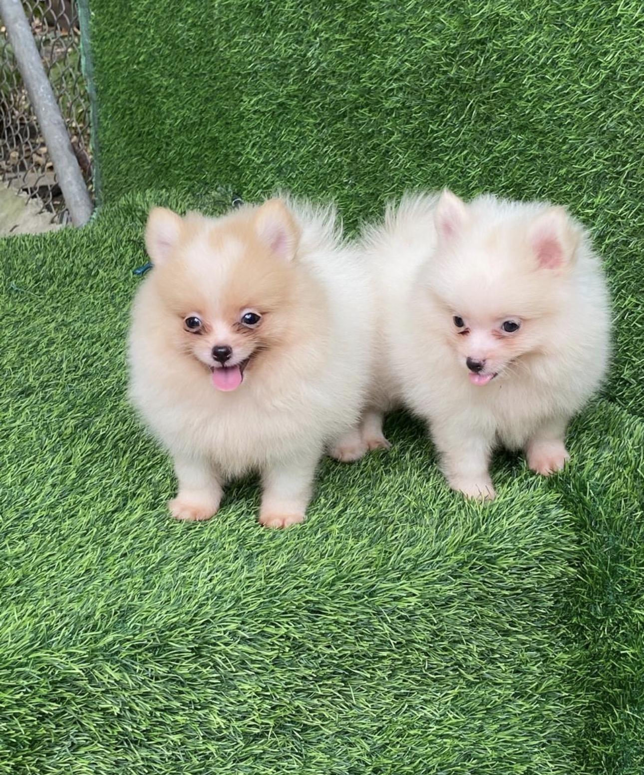 Pomerania Ambos Sexos  Foto 7313746-3.jpg