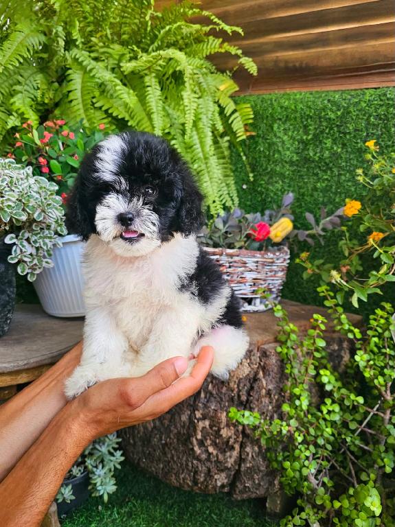 OFERTA CACHORRO SHIPOO MACHO EN SANTO DOMINGO Y VACUNA AL DIA  Foto 7313753-1.jpg