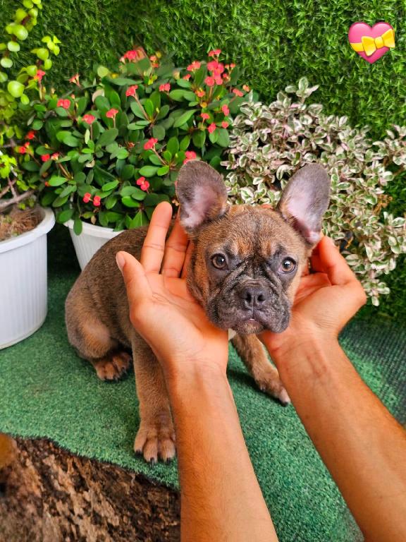 OFERTA CACHORRO BULLDOG FRANCES HEMBRA EN SANTO DOMINGO Y VACUNA AL DI Foto 7313754-1.jpg