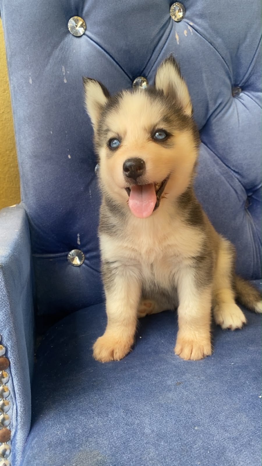 OFERTA CACHORRO HUSKY HEMBRA EN SANTO DOMINGO Y VACUNA AL DIA  Foto 7313757-1.jpg