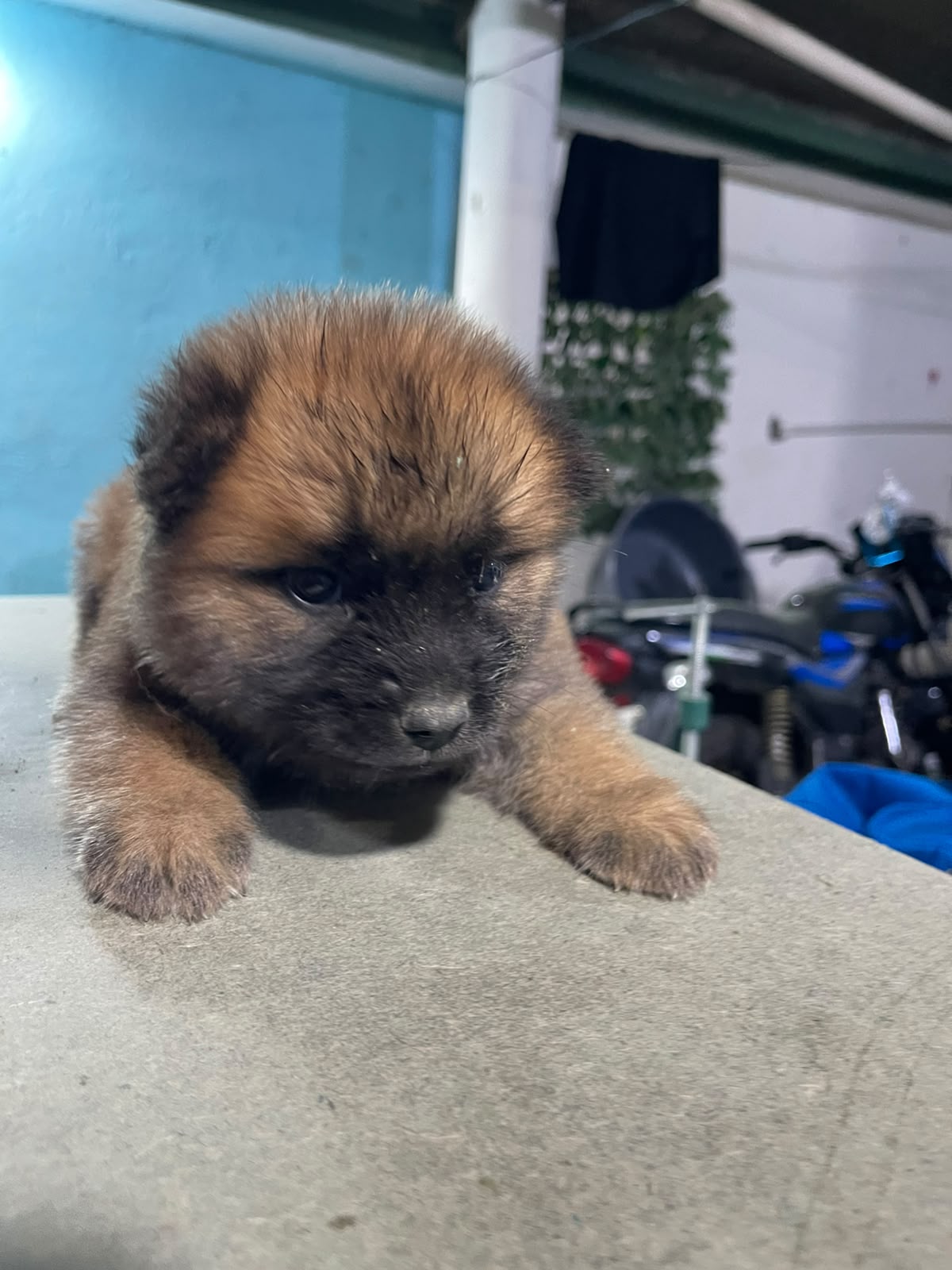 Chow Chow vacunados Foto 7313963-1.jpg