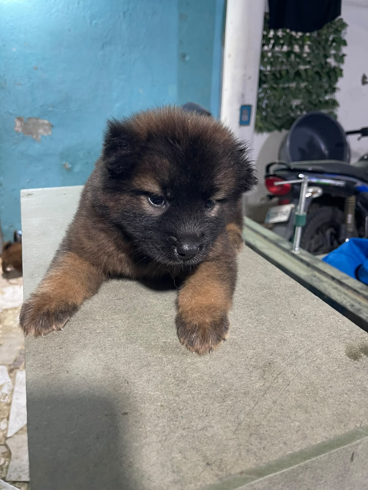 Chow Chow vacunados Foto 7313963-2.jpg