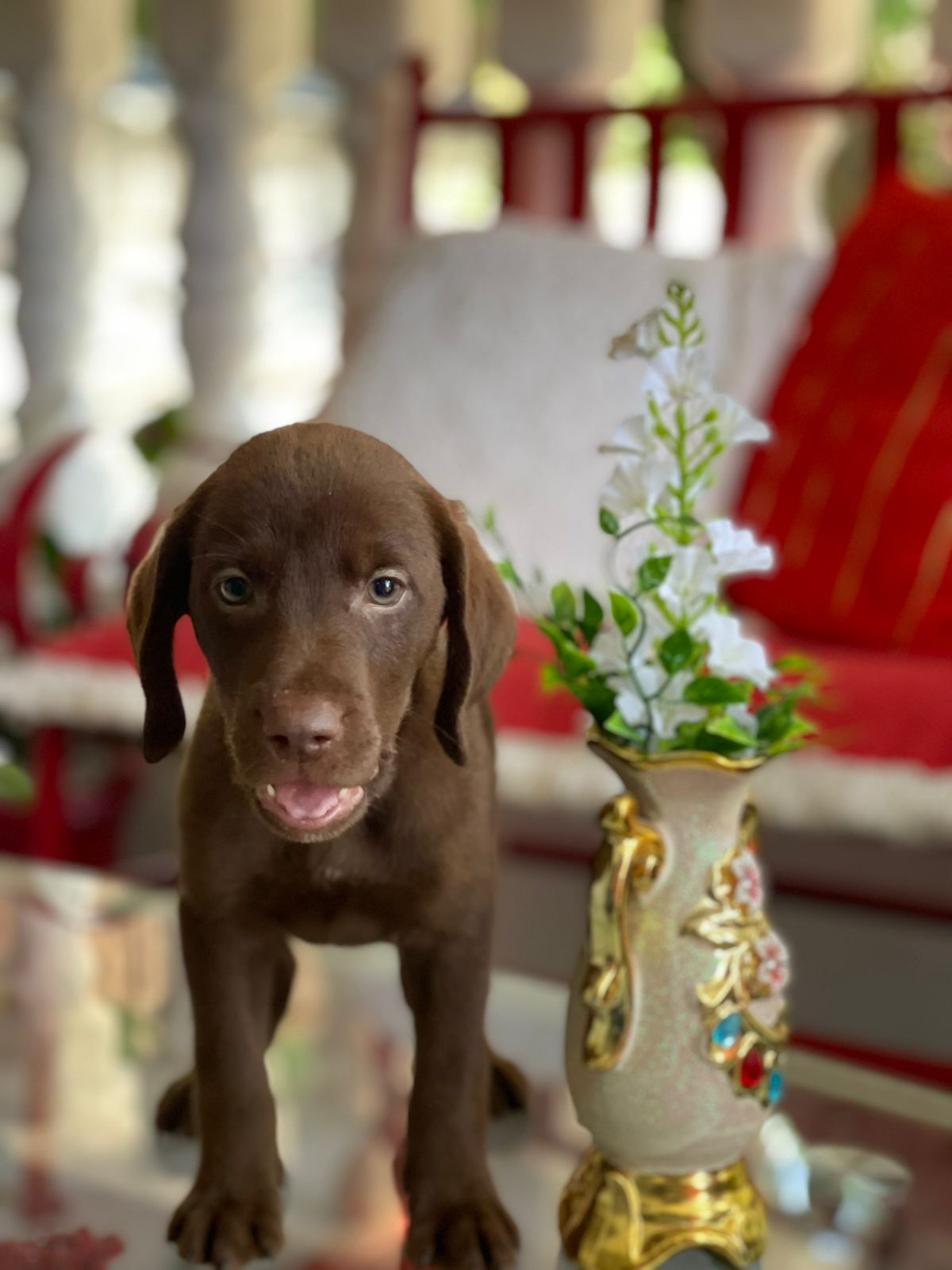 Labrador Chocolate Macho  Foto 7313968-2.jpg